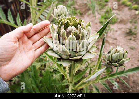 Anbau von Artischocken im Garten, auf dem Bauernhof, auf dem Ackerland. Artischocke (Cynara cardunculus var. Sculolymus) In der Hand der Frau wächst Eine Art Distelpflanze um M herum Stockfoto