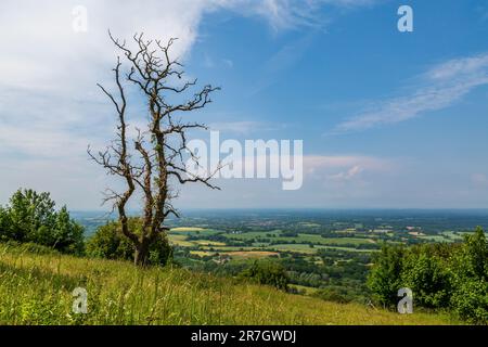 An einem sonnigen Sommertag blicken Sie vom Chanctonbury Hill aus auf eine weitläufige Landschaft. Stockfoto