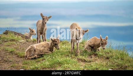 Fünf Big Horn Lämmer spielen auf Grassy Cliff entlang des Mount Washburn Trail in Yellowstone Stockfoto