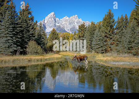 An klaren Tagen überqueren Bullenelche den Snake River bei Schwabacher Landing mit Bergen, Wäldern und Reflexionen | Grand Teton National Park, Wyoming, USA Stockfoto