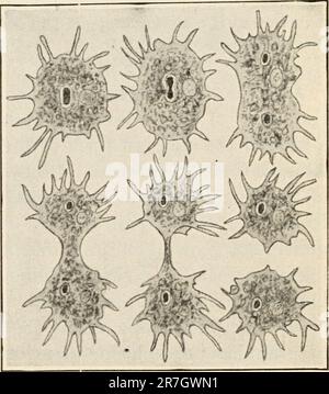 „Elemente der Biologie; ein praktisches Textbuch, das Botanik, Zoologie und menschliche Physiologie miteinander korreliert“ ([c1907]) Stockfoto