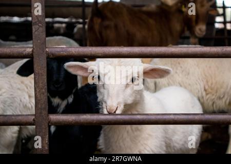 Viele Haustiere - weiße Schafe und braune Ziegen - in einem Kugelschreiber hinter einem Zaun, der in die Kamera schaut. Bauernhoftiere in einem Dorf. Tierhaltung, weit Stockfoto
