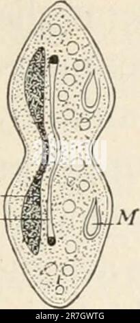 „Elemente der Biologie; ein praktisches Textbuch, das Botanik, Zoologie und menschliche Physiologie miteinander korreliert“ ([c1907]) Stockfoto