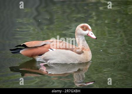 Ägyptische Gänse haben lange Hälse, lange rosa Beine, einen rosa Schirm und braune Augenflecken, die jedes Auge umschließen. Stockfoto