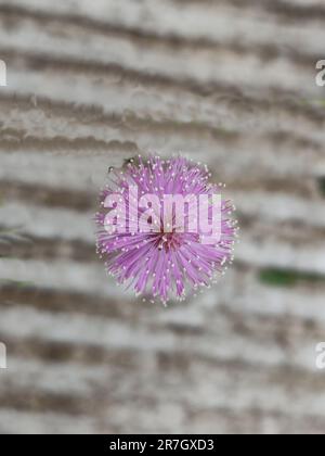 Nahaufnahme der Blume Mimosa pudica oder Putri malu in Blüte mit verschwommenem Hintergrund Stockfoto