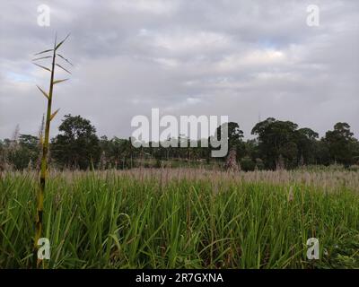 Zuckerrohrplantagen, deren Blüten bereit für die Ernte auf dem Land blühen Stockfoto