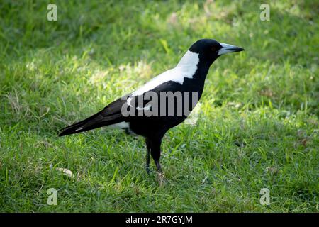 Die Elster ist ein unverwechselbarer Vogel mit glänzenden schwarzen und leuchtend weißen Markierungen. Stockfoto