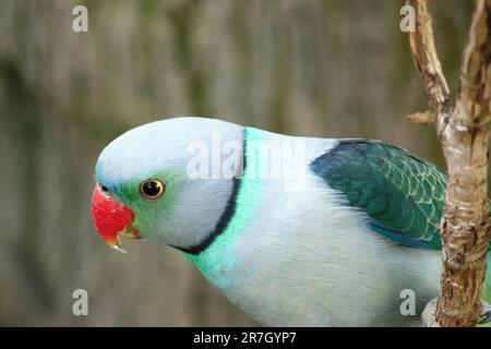 Der Malabar-Sittich, auch bekannt als Blauflügelsittich, ist ein mittelgroßer Papagei. Das Mantle Taubengrau verblasst zu graugrün auf dem Rücken und scap Stockfoto