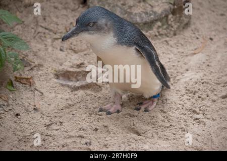 Die kleinen Pinguine, kleinen blauen Pinguine oder Feenpinguine sind kleine schwarz-weiße Vögel, die nicht fliegen Stockfoto