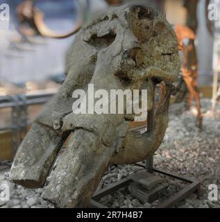 Der Mastodon (Mammoth) war ein primitiver Proboscidean, der vor 4 Millionen bis 10.000 Jahren im Pliozän und Pleistozän lebte Stockfoto