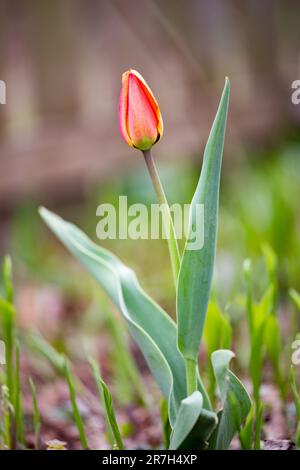 Rote Tulpe im Garten. Geschlossene Tulpe. Blumen für den Frühlingsurlaub. Wunderschöne Gartenblumen Stockfoto