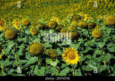 Sonnenblumen, die an einem Sommermorgen in der Sonne reifen, auf einem Feld in der Nähe von Burgos, Spanien Stockfoto
