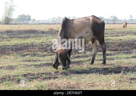 Kühe fressen in der Trockenzeit Gras auf den Feldern in Thailand. Stockfoto