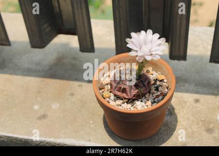 Die weißen Blüten des Kaktus im braunen Topf blühen tagsüber. Stockfoto
