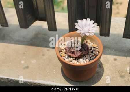Die weißen Blüten des Kaktus im braunen Topf blühen tagsüber. Stockfoto
