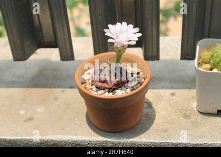 Die weißen Blüten des Kaktus im braunen Topf blühen tagsüber. Stockfoto