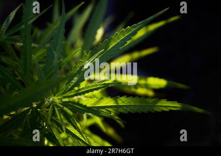 Nahaufnahme von Cannabisblättern mit Sonnenlicht Stockfoto