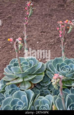 Echeveria Sukculent blüht im Frühling zu wunderschönen kleinen roten Blumen Stockfoto