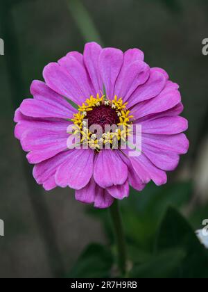 Zinnia elegans oder Zinnia violacea purpurpurrot auf einem einzigen Stiel in einem Garten in Alabama, USA. Stockfoto