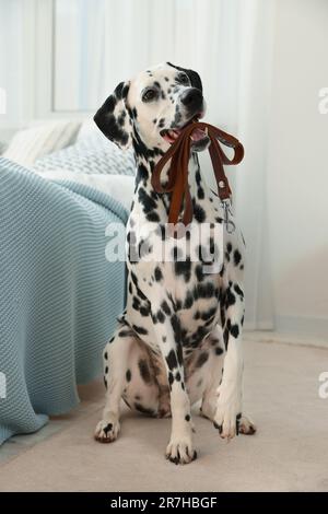 Ein liebenswerter dalmatinischer Hund, der im Haus Leine im Mund hält Stockfoto