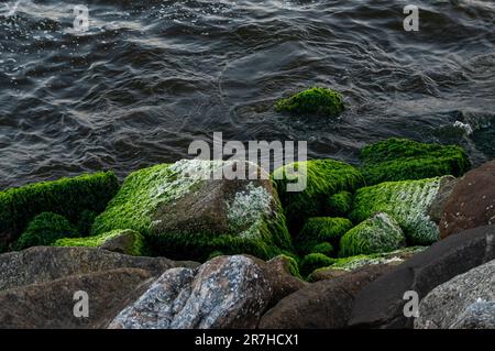 Rock Pier (Pier de Pedra) Felsen bedeckt mit grünem Moos und dem Salzwasser der Guanabara-Bucht im Centro Viertel, nahe Santos Dumont Flughafen. Stockfoto