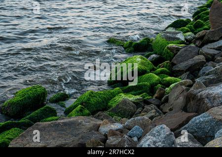 Rock Pier (Pier de Pedra) Felsen bedeckt mit grünem Moos und dem Salzwasser der Guanabara-Bucht im Centro Viertel, nahe Santos Dumont Flughafen. Stockfoto