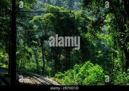 Dichte Tijuca Waldvegetation in der Nähe einer scharfen Linkskurve der Corcovado Rack Railway Gleise an einem sonnigen Sommernachmittag. Stockfoto