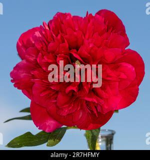 „Rubra Plena“-Gartenpeonie, Bondpion (Paeonia x festiva) Stockfoto