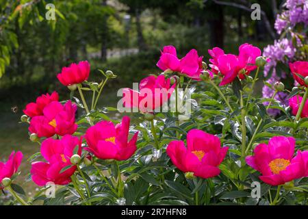 „Scarlett O’Hara“ Pfingstrose Hybrid, Pion (Paeonia officinalis x albiflora) Stockfoto