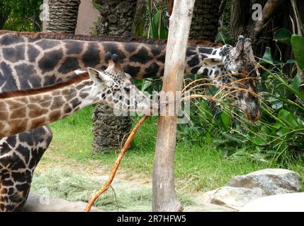 Los Angeles, Kalifornien, USA 14. Juni 2023 Maasai Giraffen, Masai Giraffen Essen im LA Zoo am 14. Juni 2023 in Los Angeles, Kalifornien, USA. Foto: Barry King/Alamy Stock Photo Stockfoto