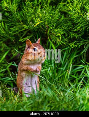 Streifenhörnchen leben in Parks, Gärten, Waldrodungen. Sie sind Allesfresser und ernähren sich von Samen, Nüssen, wirbellosen Tieren und sogar kleinen Eiern. Stockfoto