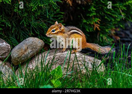 Streifenhörnchen leben in Parks, Gärten, Waldrodungen. Sie sind Allesfresser und ernähren sich von Samen, Nüssen, wirbellosen Tieren und sogar kleinen Eiern. Stockfoto