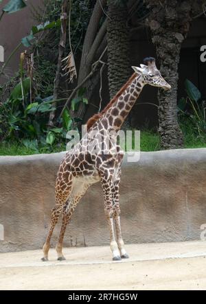 Los Angeles, Kalifornien, USA 14. Juni 2023 Maasai Giraffe, Masai Giraffe im LA Zoo am 14. Juni 2023 in Los Angeles, Kalifornien, USA. Foto: Barry King/Alamy Stock Photo Stockfoto