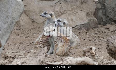 Los Angeles, Kalifornien, USA 14. Juni 2023 Meerkats im LA Zoo am 14. Juni 2023 in Los Angeles, Kalifornien, USA. Foto: Barry King/Alamy Stock Photo Stockfoto