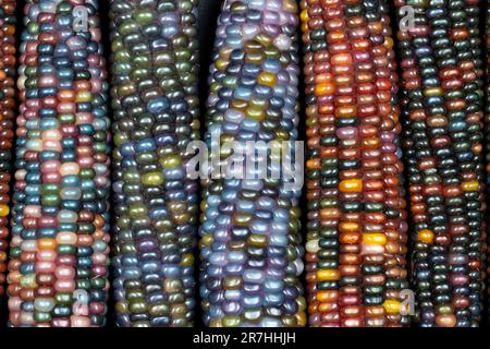 Glas-Edelmais (botanisch als Zea mays klassifiziert). Diese Sorte produziert wunderschöne mehrfarbige Glasperlen- oder Edelsteinkolben. Stockfoto