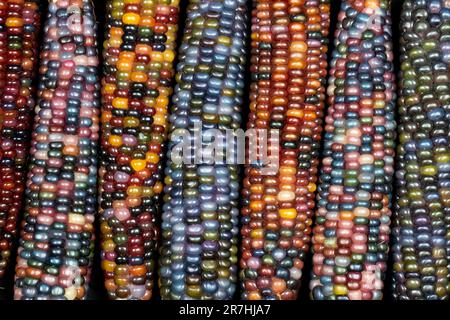 Glas-Edelmais (botanisch als Zea mays klassifiziert). Diese Sorte produziert wunderschöne mehrfarbige Glasperlen- oder Edelsteinkolben. Stockfoto