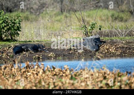 Amerikanische Alligatoren genießen die Hitze der Sonne am Ufer des Sees in Florida. Stockfoto