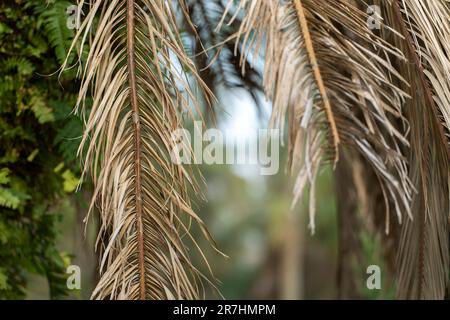 Trockene tote Palmen im Hinterhof von Florida. Stockfoto