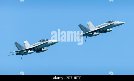 Der unglaubliche Hornet-Fliegenflieger. Stockfoto