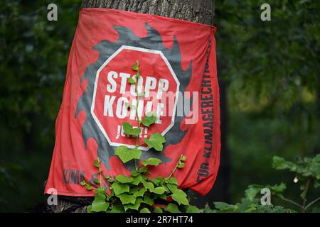 Morschenich, Deutschland. 14. Juni 2023. Hinterlässt eine Verwicklung über einem Banner mit der Aufschrift „Stop Coal Now!“ In Hambacher Forst. Die Räumung von Hambacher Forst im Jahr 2018 wird am Freitag (16. Juni 2023) vom Nordrhein-Westfälischen Oberverwaltungsgericht in Münster geregelt. Kredit: Federico Gambarini/dpa/Alamy Live News Stockfoto