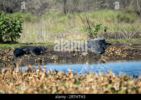 Amerikanische Alligatoren genießen die Hitze der Sonne am Ufer des Sees in Florida Stockfoto