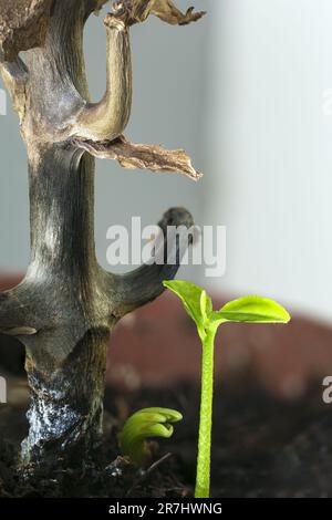 Grüne Blätter junger Triebe und ein trockener Stamm. Junge Triebe werden zum Licht hingezogen. Toter Baum und junge Schützen. Stockfoto