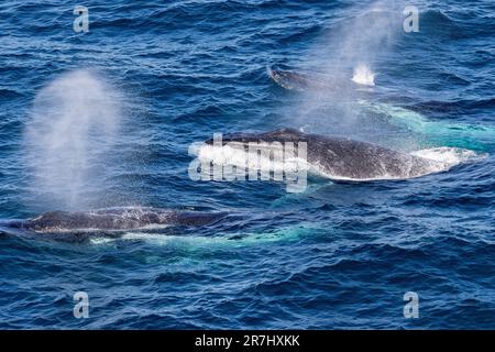 Buckelwale blasen Wasser ab, während sie vor Sydney Australien auftauchen Stockfoto