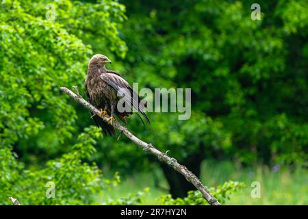 Der kleine Fleckadler, Clanga pomarina, sitzt auf einem Zweig in seinem natürlichen Lebensraum in den Karpaten in Polen. Stockfoto