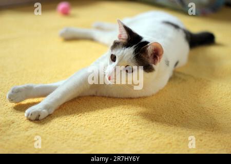 Tageskonzept der zu Hause lebenden japanischen Bobtail-Katze Stockfoto