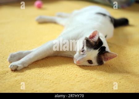 Tageskonzept der zu Hause lebenden japanischen Bobtail-Katze Stockfoto