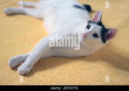 Tageskonzept der zu Hause lebenden japanischen Bobtail-Katze Stockfoto