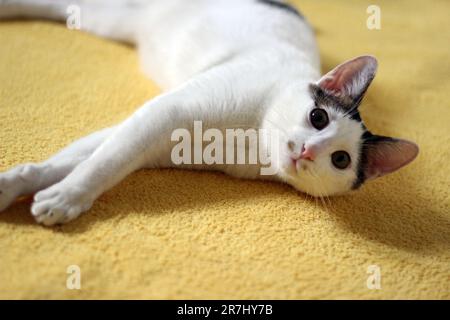 Tageskonzept der zu Hause lebenden japanischen Bobtail-Katze Stockfoto