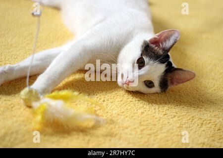 Tageskonzept der zu Hause lebenden japanischen Bobtail-Katze Stockfoto