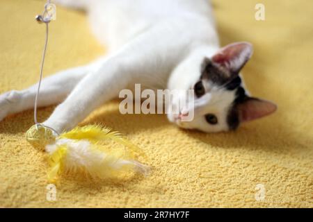 Tageskonzept der zu Hause lebenden japanischen Bobtail-Katze Stockfoto